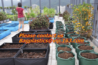 vegetables, fruits, seeds, bedding plants, tomatoes, peppers, cucumbers, tree starters, potato bag, Hydroponics Garden
